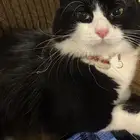 قطوة للتبني