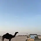 سحجوج للبيع