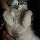 قطه للتبني