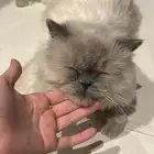 قط هملايا