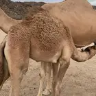 قعود كفو
