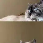 قطه للتبني