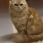 تبني