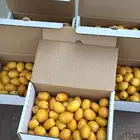 رطب برحي من نخل البيت بدون كيماويات الدلم الخرج
