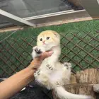 قطط سكواتش بيور