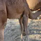 قعود عمره 8 شهور مسحوب من تحت امه