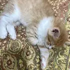 قطط للبيع