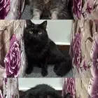 قطاوه ل تبني