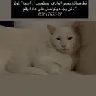 قط ضائع