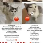 ابحث عن قط مفقود مع جائزه لمن يجدة