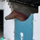 حصان للبيع