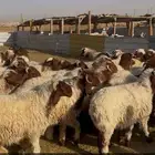 نعيمي بلدي وسواكني مرابي