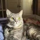 قط ضائع اسمه ليو بحي التلال شارع الريحان