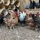دجاج بياض جروم