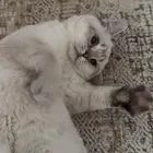 قط سكوتش ستريت ابيض لتبني