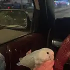 ببغاء روز للبيع
