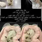 قطة هملايا بلو للتبني