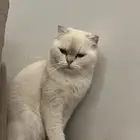 سكوتش فلود افخم شي