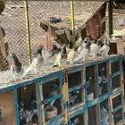 حمام بكستاني للبيع