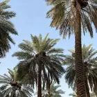 تمر خضري للبيع العدد 662 تقريبا  الموقع جوي