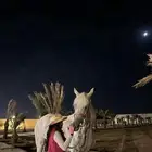 فرس مصريه