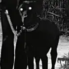 دوبرمان انث