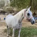 فرس واهو لقاح