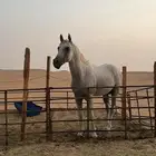حصان شعبي منوة القناي