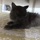 قط للتبني