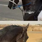 حصان شعبي
