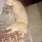 قط للبيع