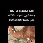 ناقة مفقودة