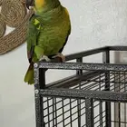 ببغاء أمزوني