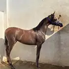 مهره واهو حفيدة اكسكليبر