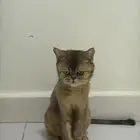 قطه سكوتش فولد للتبنى