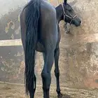 مهر ادهم