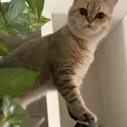 سكوتش ستريت