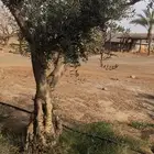 شجر زيتون معمر