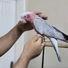 كوكاتو قالا