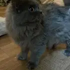 قطط