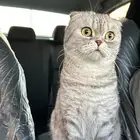 للبيع قطة سكوتش فولد