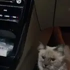 قط راغدول أو بيرمان على السوم لا يتواصل إلا الجاد