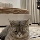 قطة British Shorthair للبيع