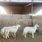 خرفان حريات جبره