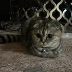 مطلوب ذكر للتزاوج