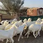 سواكن شبيه الحري شحم .