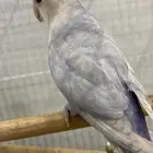 زوج روز منتج شرط ويوجد صور للانتاج