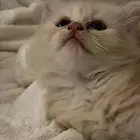 قطط صغيره شيرازيه