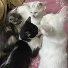 المهم تخاف الله فيهم