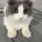 قط شيرازي لتبني